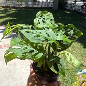 Jeannette added a photo of their purchase
