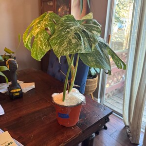 Amy added a photo of their purchase