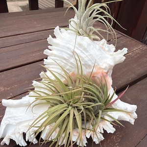 Diane added a photo of their purchase