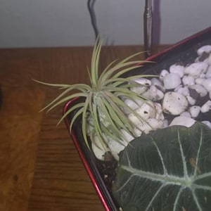 Teresita added a photo of their purchase