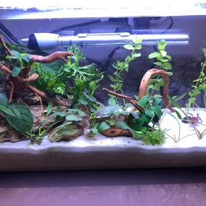 Live Christmas Moss On Black River Stone – Easy Aquarium Plant For Beginners
