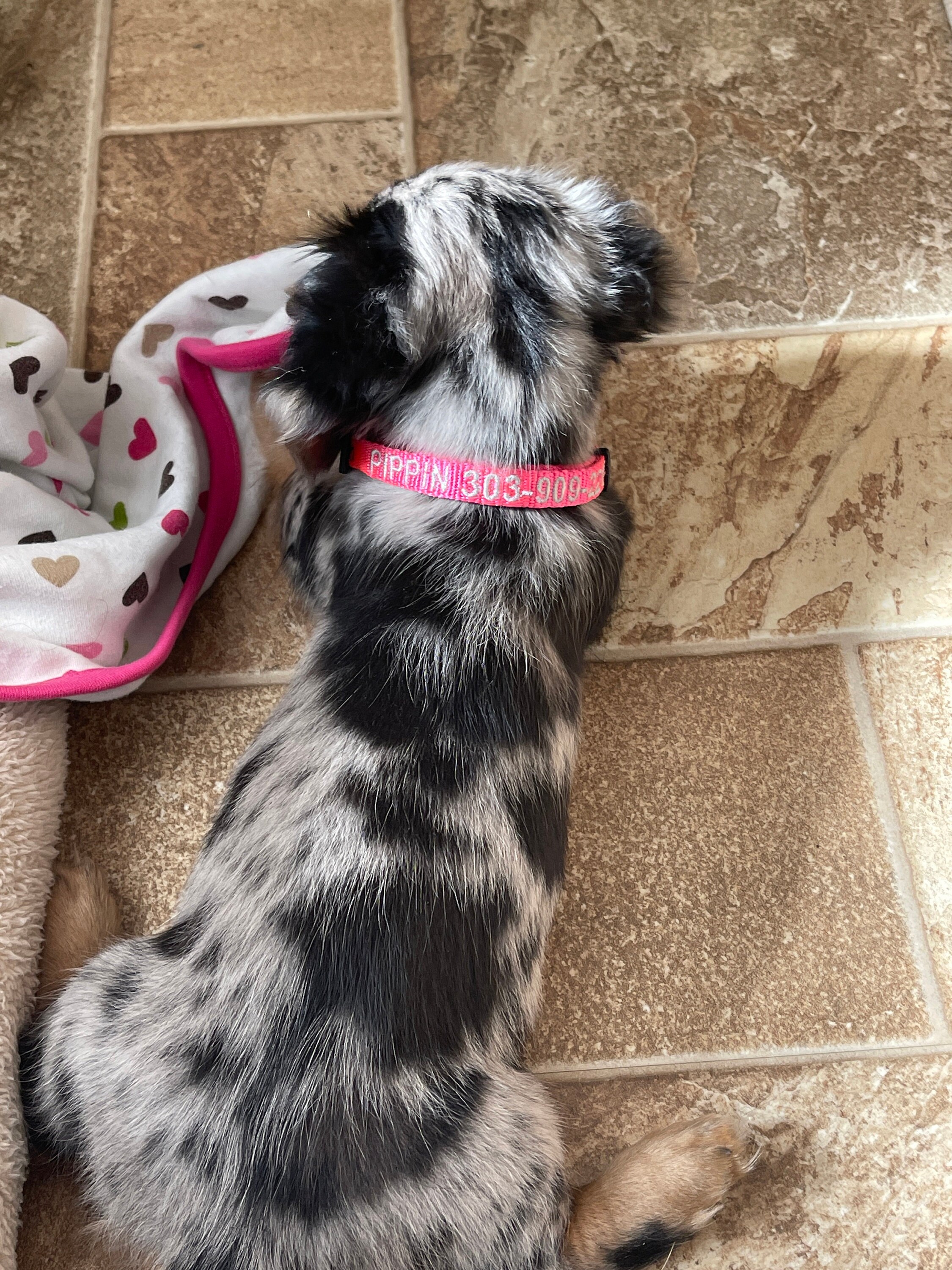 Personalized dog collar custom dog collar with name and phone number 