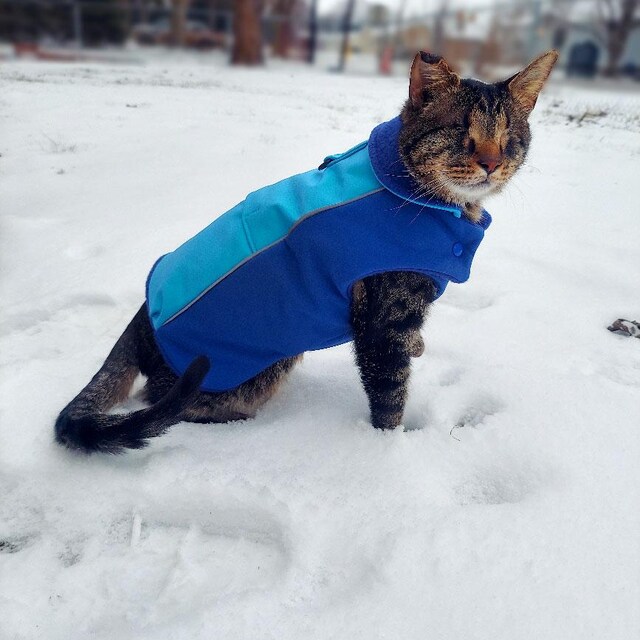 Adventure Cat Wnter Jacket: Softshell, Thinsulate, Polar Fleece