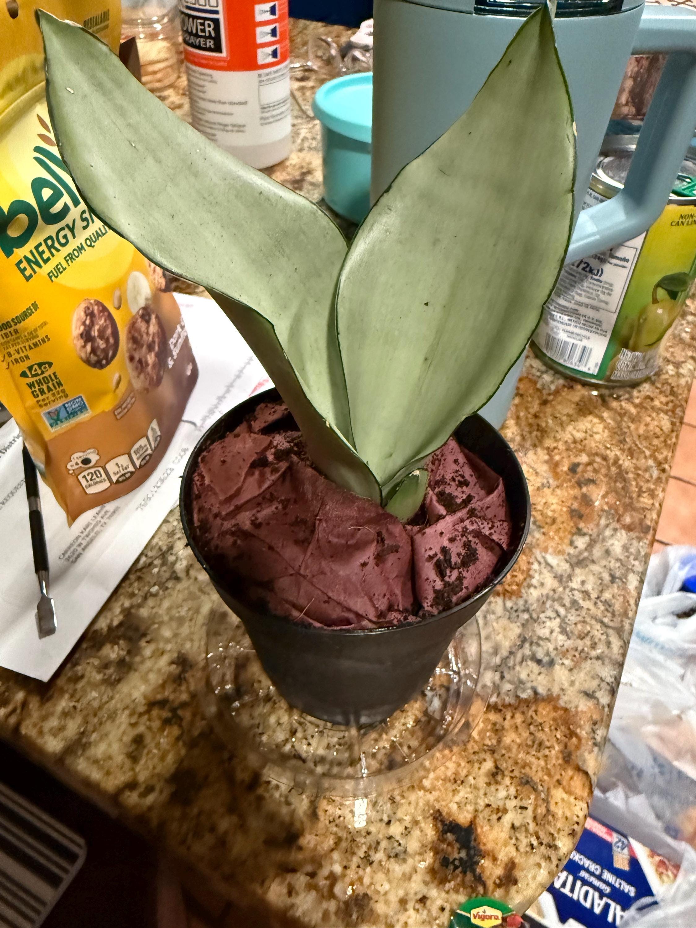 Moonshine Snake Plant – Sansevieria Moonshine – Rare Silvery Foliage – Easy Care Air Purifying Plant – Live Plant in 4” Pots