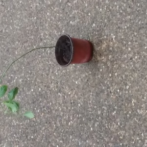 Bottle Cap Flower Art. - Etsy