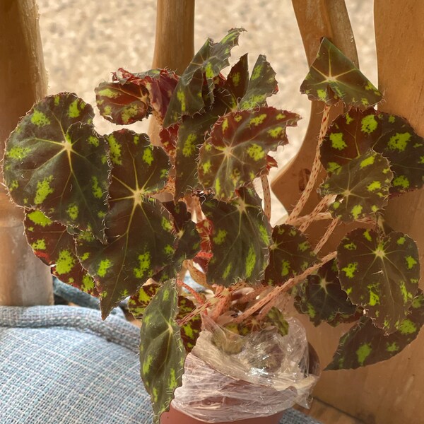 Peperomia Rana Verde - Ø11cm - ↕15cm
