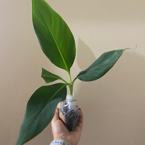 Blue Java Banana Tree Ice Cream Banana Plant Starter Fruit - Etsy