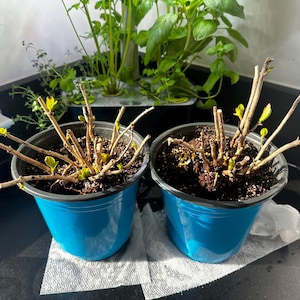 Grace added a photo of their purchase