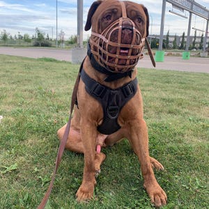 Nieuwe lederen hondensnuit voor Dogue de Bordeaux en Bullmastiff en andere soortgelijke rassen (zwart leer, DB-3