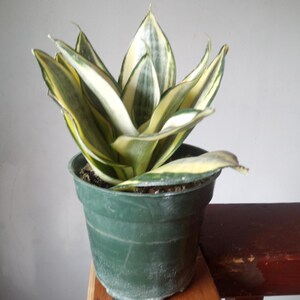 Lucille Polan Sansevieria - Rare Snake Plant - Easy Houseplants