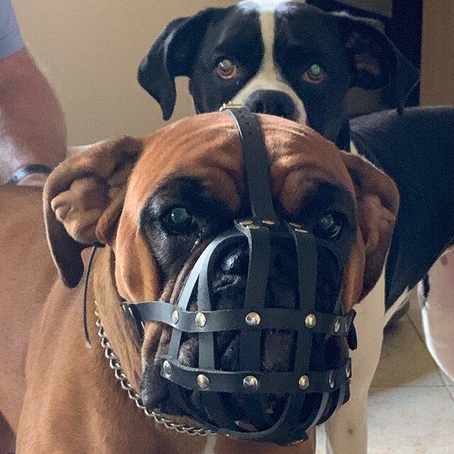 Leather Dog Muzzle for Boxer and Other Dogs With Short Snout Etsy