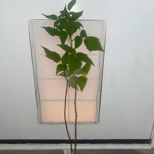 Mizpha added a photo of their purchase