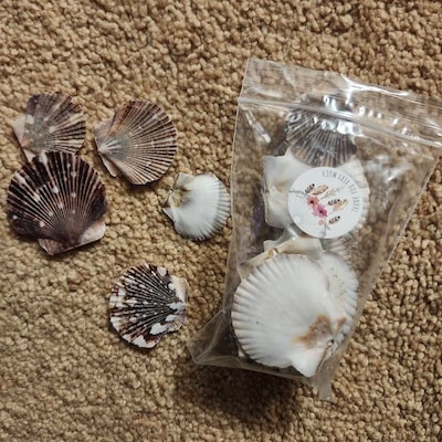 Delphinula Laciniata Shell-angaria Shells-lacinate Dolphin Shells ...
