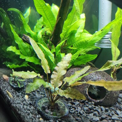 Tank Planters Foliage Kit 4-pack - Etsy