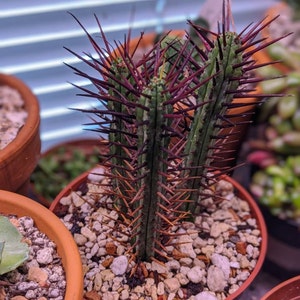 jbrzozno added a photo of their purchase