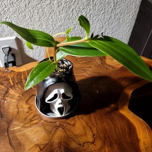 Live Medinilla Magnifica Plant – Royal Zenz Chandelier Plant Starter | Rare Indoor & Outdoor Tropical Houseplant