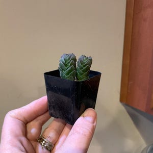 Laurel ha añadido una foto de su compra