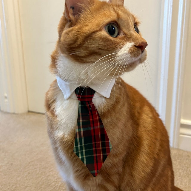 Cat tie out deals