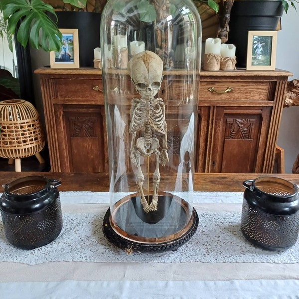 Reproduction of Sleeping Velociraptor 40 Cm in Diameter!! - Etsy UK