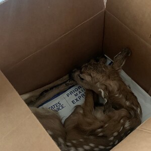 Mace ha añadido una foto de su compra