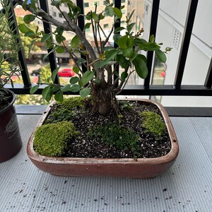 Wesley added a photo of their purchase