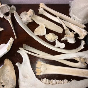Elk Scapula/Shoulder Blades left/right pair. Weathered Bone. | Etsy