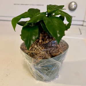 Kim added a photo of their purchase