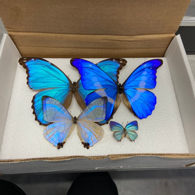 Morpho Helena Blue White Butterfly Peru - Etsy