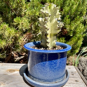 Cow’s Horn Cactus Euphorbia Grandicornis Rare - Etsy