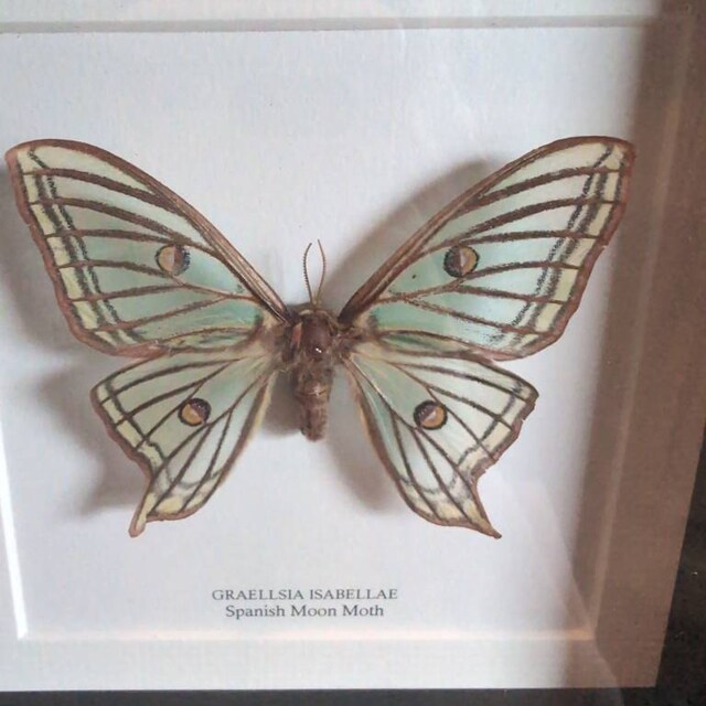 Female Spanish Moon Moth in Box Frame (graellsia Isabellae) - Etsy