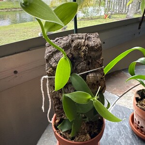 Comprador de Etsy ha añadido una foto de su compra