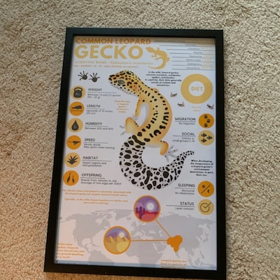 Common Leopard Gecko Print Exotic Animal Infographic Poster Ft ...