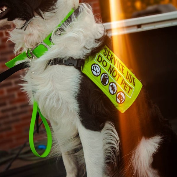 Hundeleine Mit Aufdruck „I‘m Deaf & Partially Sighted“ – Für Hunde Mit Seh- & Hörbehinderung