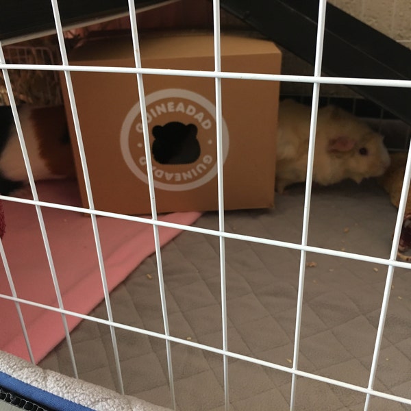 Curated visual reference: Antimicrobial Recycled Guinea Pig Bedding Reference: Guineadad Fleece Liner 2 0 Guinea Pig Fleece Cage Liners