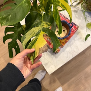 Leana added a photo of their purchase