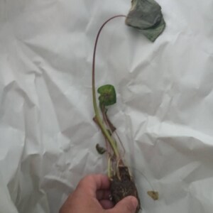 Maria ha añadido una foto de su compra