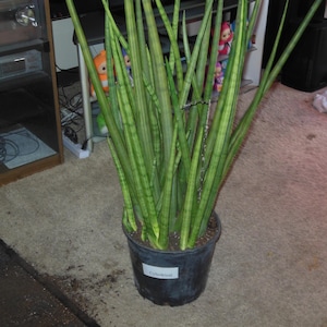 Peter added a photo of their purchase