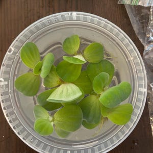 Jomayra heeft een foto van zijn/haar aankoop toegevoegd