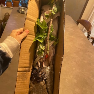Kate added a photo of their purchase