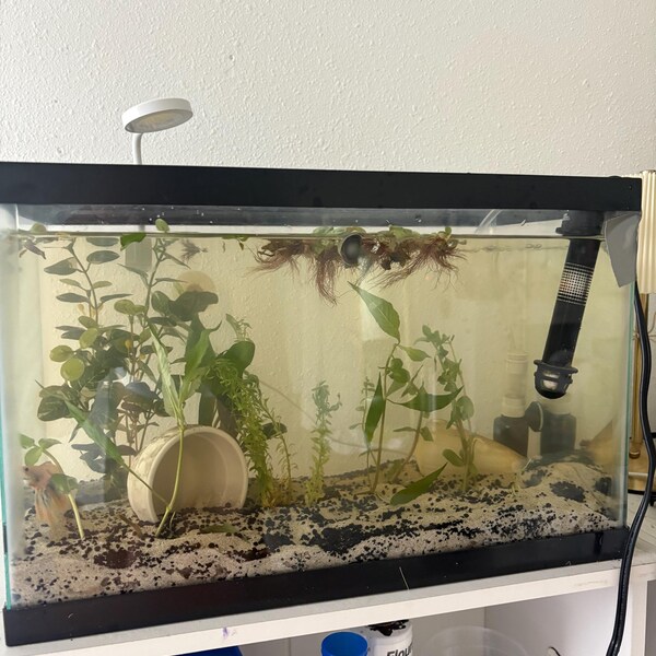 Curated Inexpensive Cichlid Aquarium Kits Gallery View 26