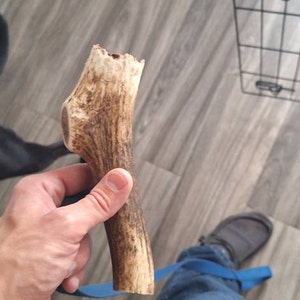 Twenty-Pack Natural Elk & Deer Antler Tips - A, B & C Grade Mixed - Not For Dog Chews
