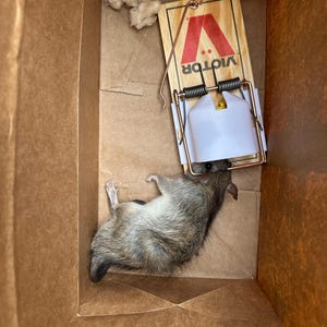 Victor Mouse Trap Hood Guide Upgrade - 12 Pack - Finland