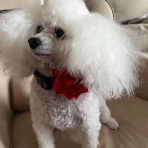 Karen added a photo of their purchase