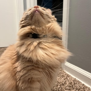 Alexa ha añadido una foto de su compra