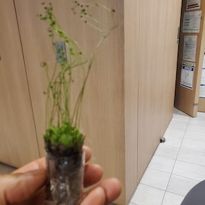 Drosera Spatulata Starter Plant (ALL STARTER PLANTS require you to purchase 2 plants!)