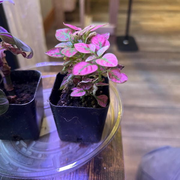 Peperomia 'ruby Ripple' - Etsy