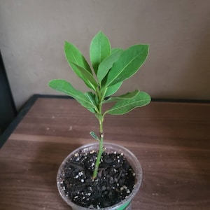 Rosemary added a photo of their purchase