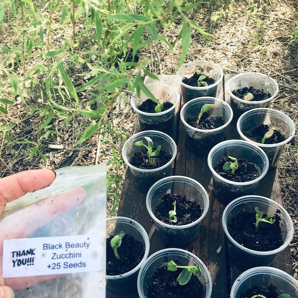 Premium Stringless Golden Yellow Wax Bean - Fresh Organic, Heirloom ...