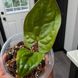 Caitlin added a photo of their purchase