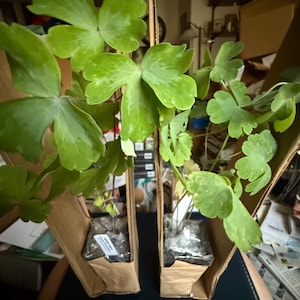 James hat ein Foto des gekauften Artikels hinzugefügt